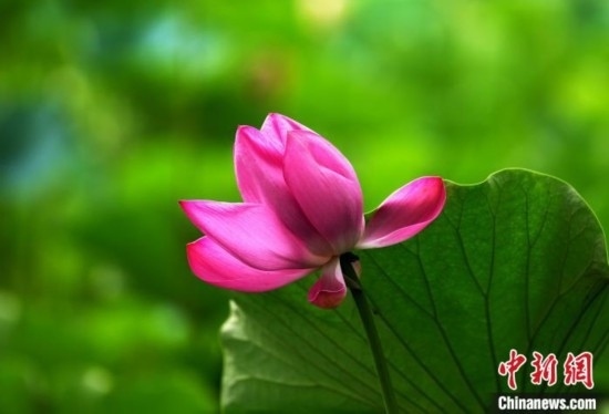 6月19日，時值一年畢業(yè)季，四川大學(xué)望江校區(qū)荷花池里的荷花盛開，成為了畢業(yè)生們的打卡圣地，吸引了眾多畢業(yè)生拍照留念。圖為盛開的荷花。中新社記者 安源 攝