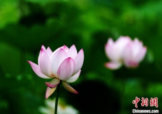 6月19日，時值一年畢業(yè)季，四川大學(xué)望江校區(qū)荷花池里的荷花盛開，成為了畢業(yè)生們的打卡圣地，吸引了眾多畢業(yè)生拍照留念。圖為盛開的荷花。中新社記者 安源 攝