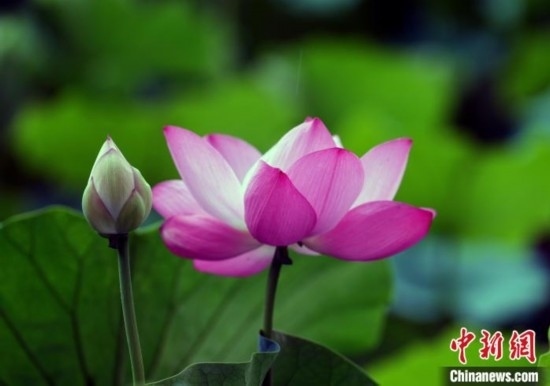 6月19日，時值一年畢業(yè)季，四川大學(xué)望江校區(qū)荷花池里的荷花盛開，成為了畢業(yè)生們的打卡圣地，吸引了眾多畢業(yè)生拍照留念。圖為盛開的荷花。中新社記者 安源 攝