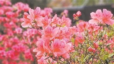 井岡山大學(xué)北區(qū)的生物園內(nèi)，一叢叢映山紅競相怒放。井岡山大學(xué)供圖