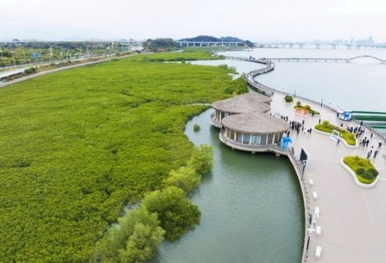 2024年1月23日拍攝的廈門市翔安區(qū)下潭尾紅樹林公園（無人機照片）。新華社記者 林善傳 攝