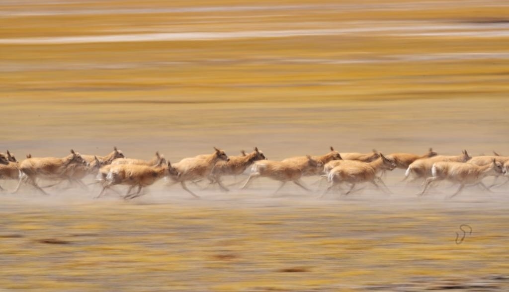 2024年6月13日，在羌塘國(guó)家級(jí)自然保護(hù)區(qū)，遷徙中的藏羚羊奔跑起來(lái)。新華社記者費(fèi)茂華攝