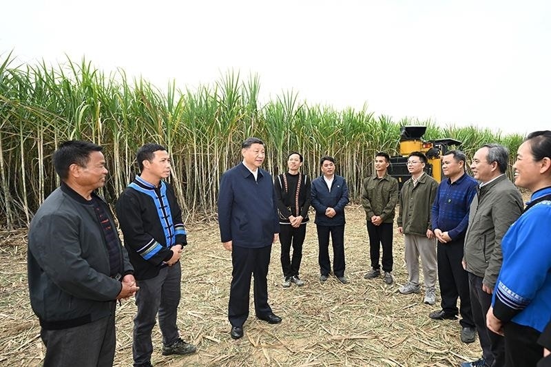 2023年12月14日，習近平總書記在廣西來賓市國家現(xiàn)代農(nóng)業(yè)產(chǎn)業(yè)園黃安優(yōu)質(zhì)“雙高”糖料蔗基地考察時，同蔗農(nóng)、農(nóng)機手和農(nóng)技人員親切交流。