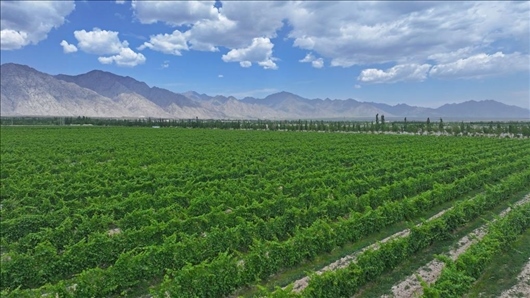 閩寧從荒蕪貧瘠的荒灘戈壁變成了如今的片片綠洲。