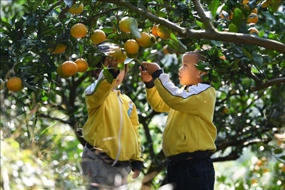 貴州黃平縣小朋友在校外勞動實踐基地采摘柑橘。