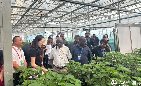 研討班成員在大棚中了解植物種植技術(shù)。人民網(wǎng) 曹欣悅攝