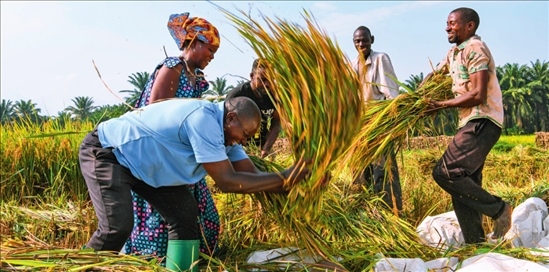 2018 年，中國(guó)農(nóng)業(yè)專家組在布隆迪布班扎省吉漢加縣設(shè)立首個(gè)水稻減貧示范村。圖為當(dāng)?shù)剞r(nóng)戶在稻田里給雜交水稻脫粒（2023 年 6 月 20 日攝） 韓旭攝 / 本刊