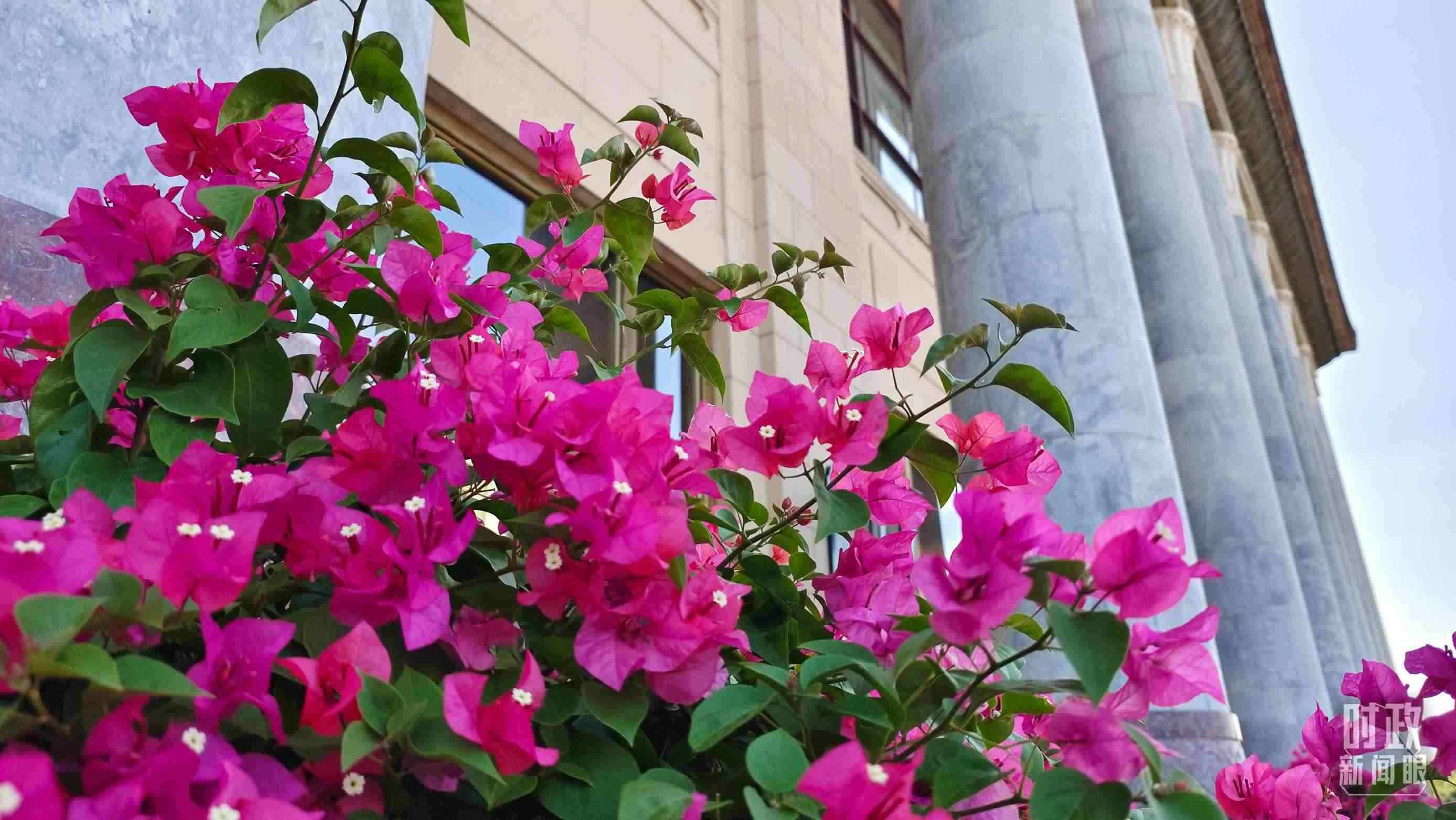 △人民大會(huì)堂外花團(tuán)錦簇。（總臺(tái)央視記者韓銳拍攝）