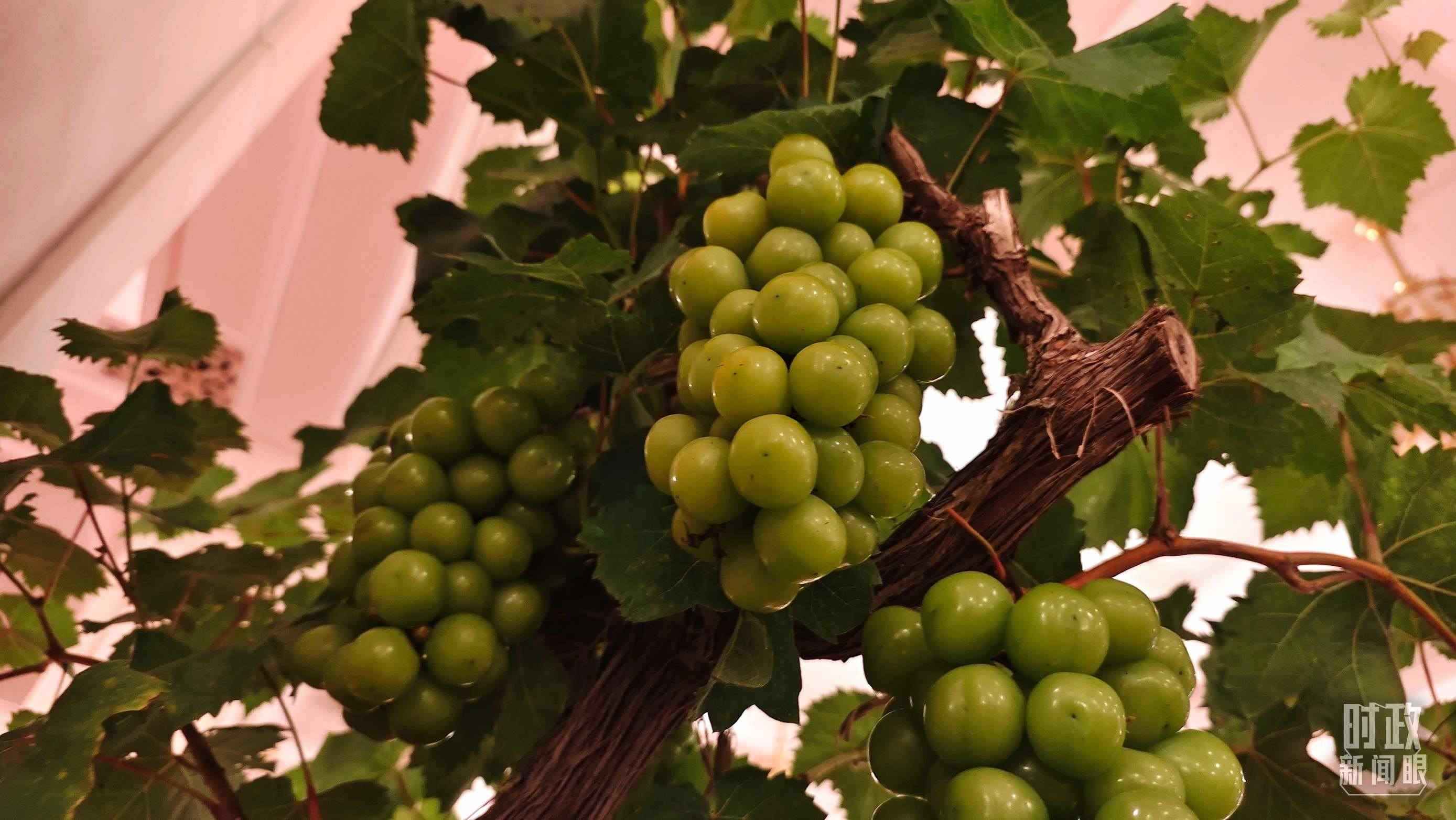  △人民大會堂的盆景，碩果累累。（總臺央視記者韓銳拍攝）