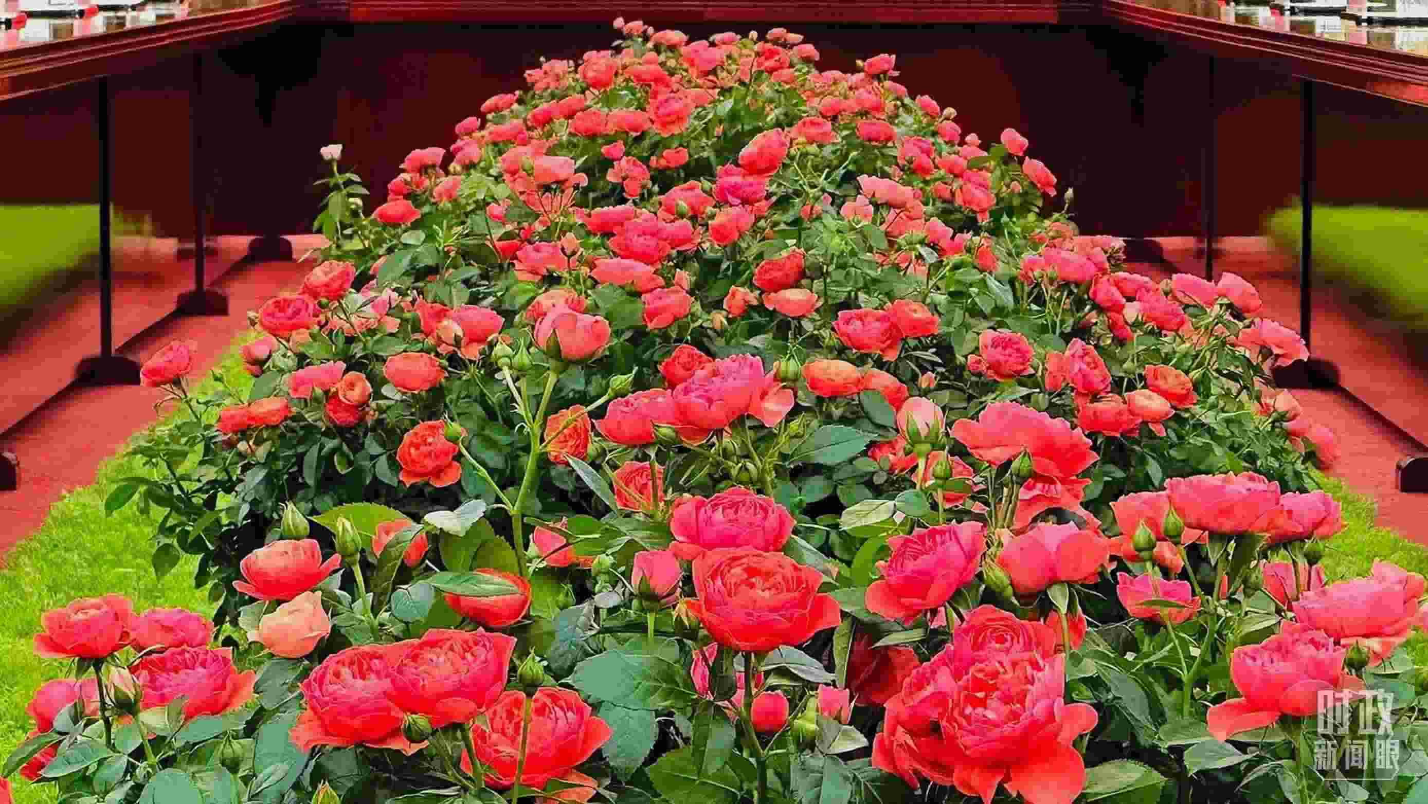 東大廳會(huì)談桌中間擺放的紅果汁月季，象征著蓬勃與堅(jiān)韌。（總臺(tái)央視記者范一鳴拍攝）