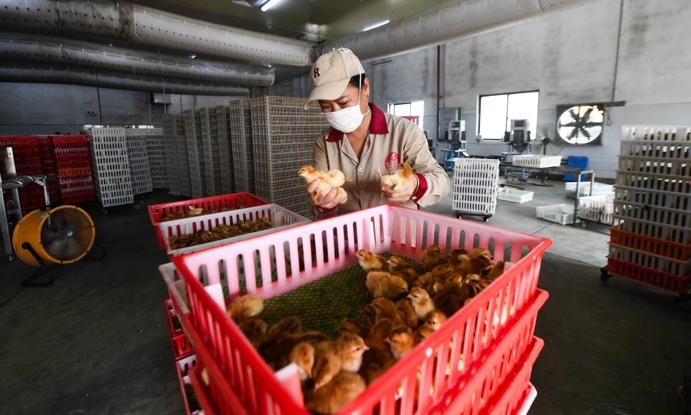 在文昌市的海南（潭牛）文昌雞股份有限公司孵化廠，工人在挑選文昌雞苗。新華社記者楊冠宇 攝