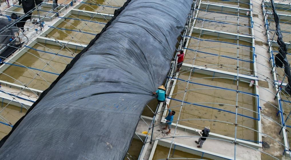 在文昌市翁田鎮(zhèn)的海興農(nóng)翁田蝦苗場(chǎng)，工人重新鋪設(shè)頂棚。無人機(jī)照片，新華社記者楊冠宇 攝