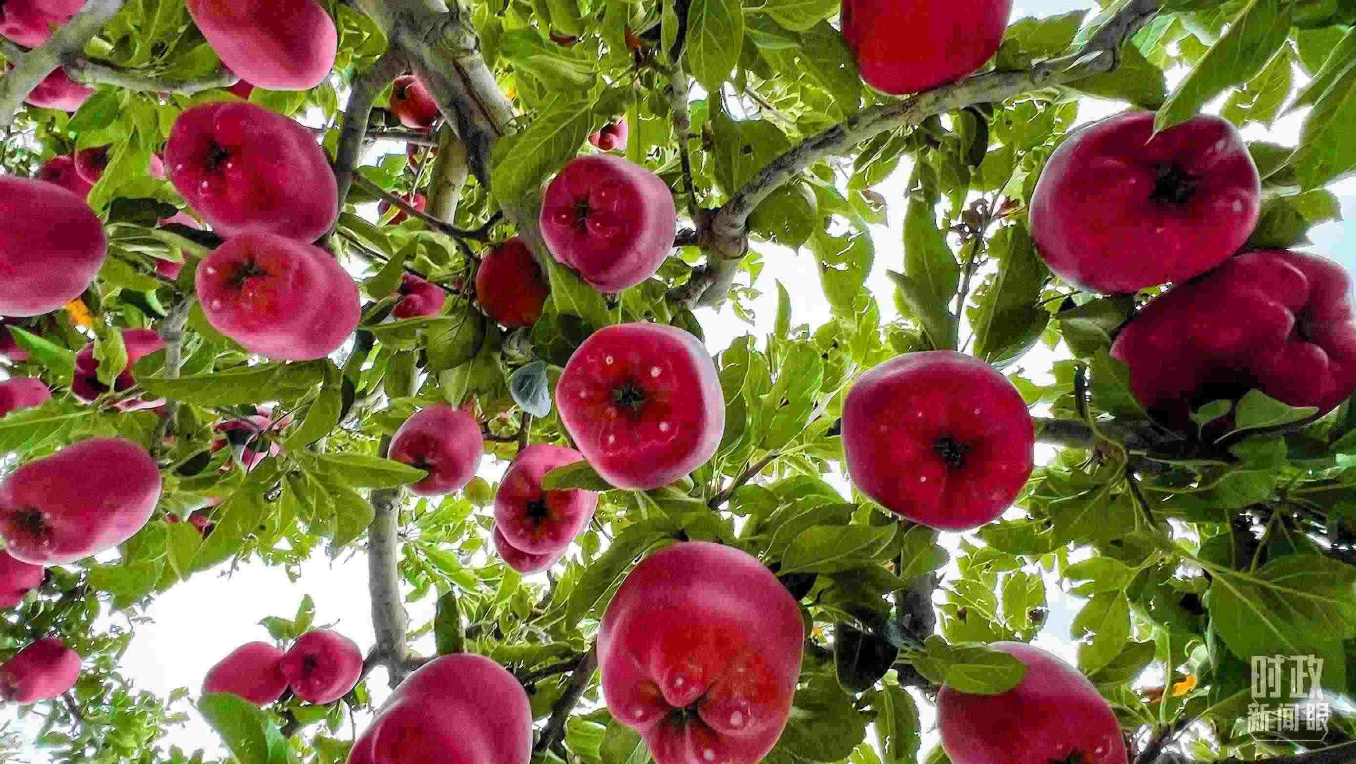 △ 麥積區(qū)南山花牛蘋果基地。（總臺(tái)央視記者程鋮拍攝）