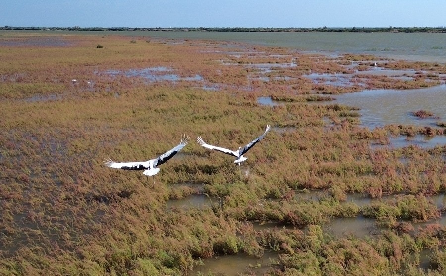 2024年8月28日，丹頂鶴在黃河三角洲國家級自然保護區(qū)展翅翱翔（無人機照片）。新華社記者 徐速繪 攝