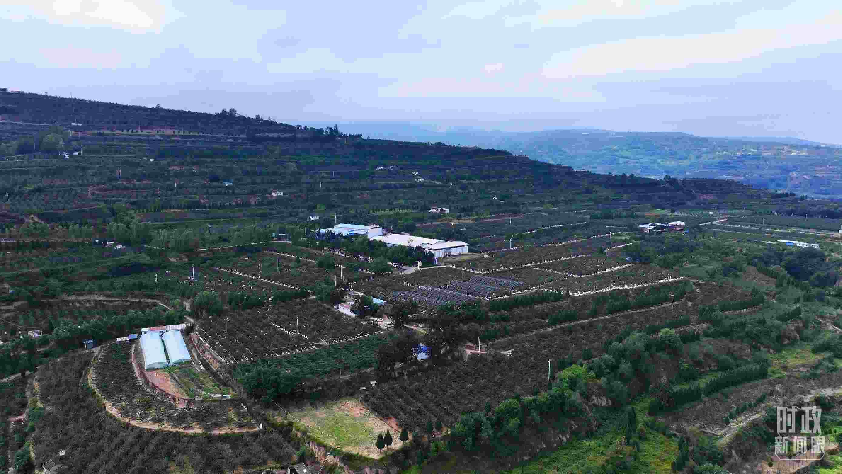 △ 麥積區(qū)南山花牛蘋果基地。（總臺(tái)央視記者范凱拍攝）