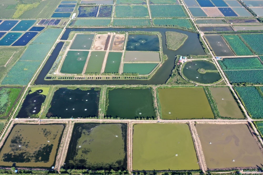 2024年8月13日在山西省臨猗縣薛公村拍攝的蟹塘（無人機照片）。薛公村位于黃河岸邊，有5000多畝黃河灘涂和近5000畝荒溝。當(dāng)?shù)赝ㄟ^將荒溝和灘涂進行整合，發(fā)展特色水產(chǎn)養(yǎng)殖，讓守著黃河水、住在黃河灘的薛公村村民有了新的致富路。