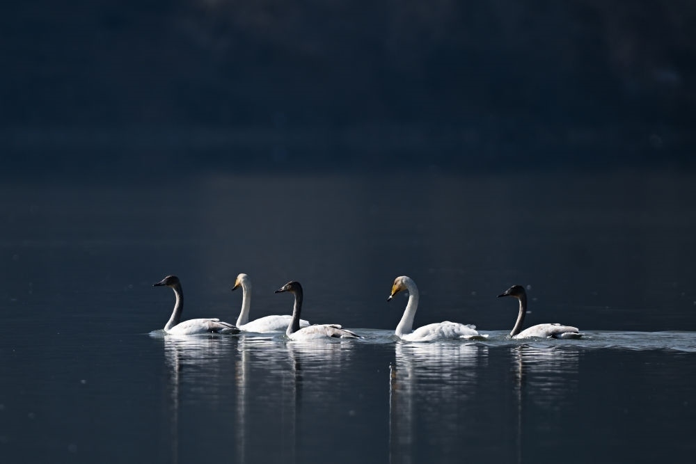 2023年11月30日，天鵝在青海省海東市化隆回族自治縣群科鎮(zhèn)境內(nèi)的黃河上游弋。近年來，青海省加大力度保護治理境內(nèi)黃河流域，改善當(dāng)?shù)厣鷳B(tài)環(huán)境，為越冬候鳥提供良好棲息地。