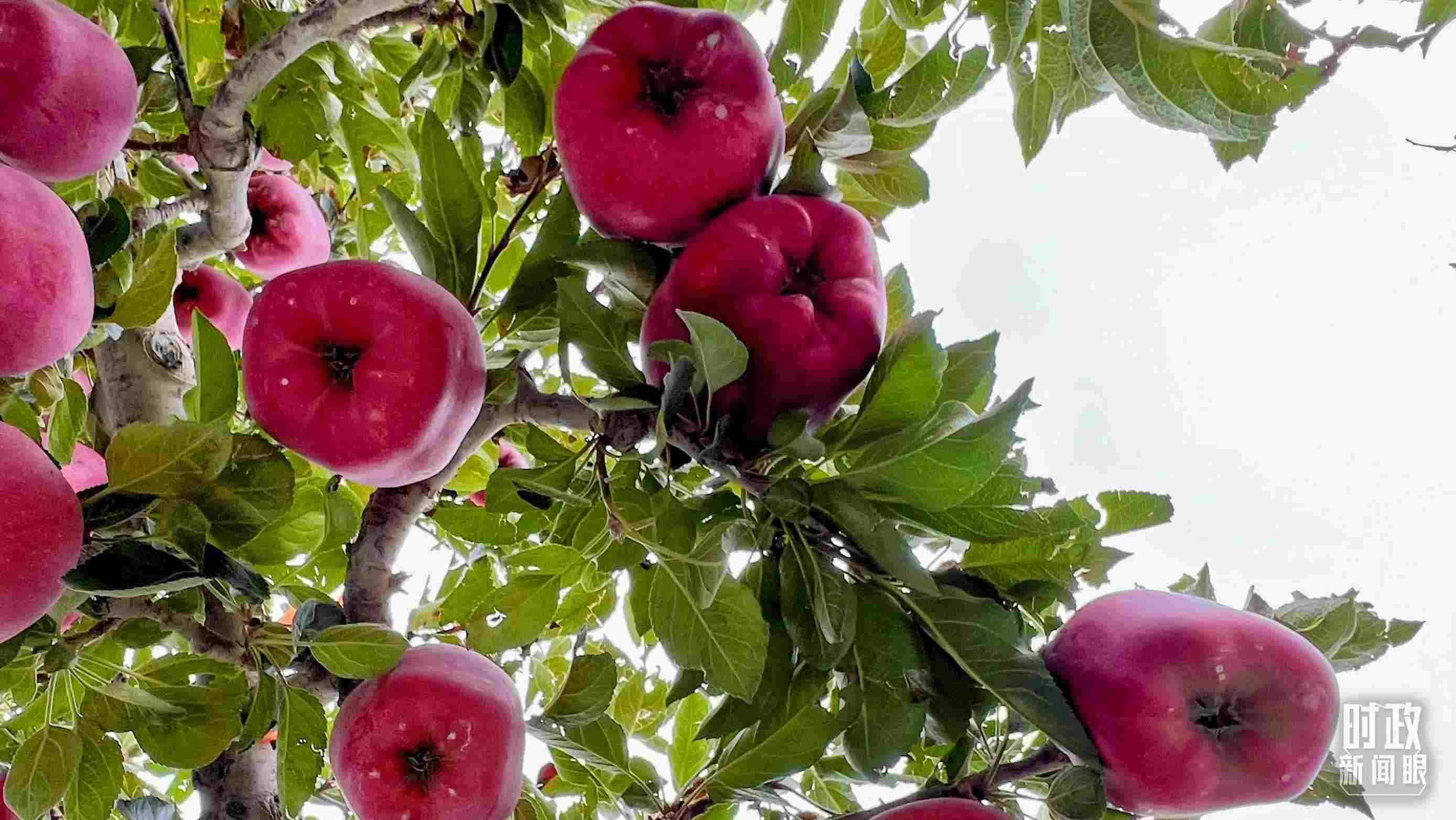 △南山花牛蘋果基地是元帥系蘋果生產(chǎn)基地。（總臺(tái)央視記者程鋮拍攝）
