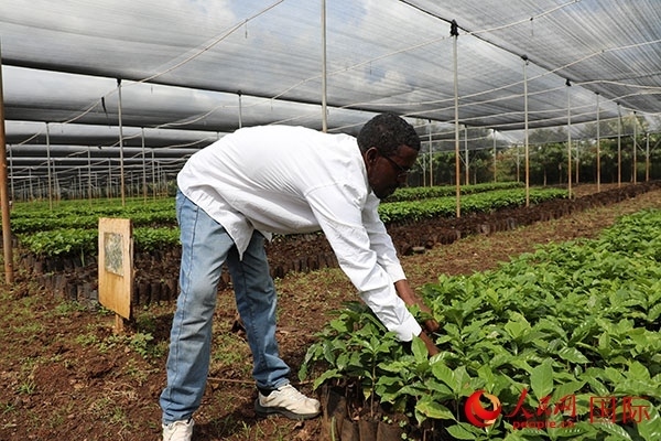 農(nóng)場協(xié)調(diào)員艾哈邁德·耶曼正在檢查咖啡幼苗。人民網(wǎng)記者 沈小曉攝