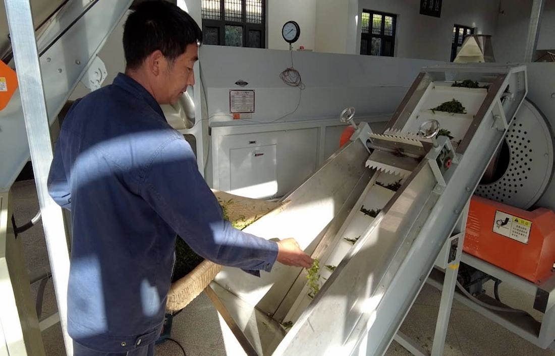  茶廠工人正在查看茶青質(zhì)量。 受訪者供圖