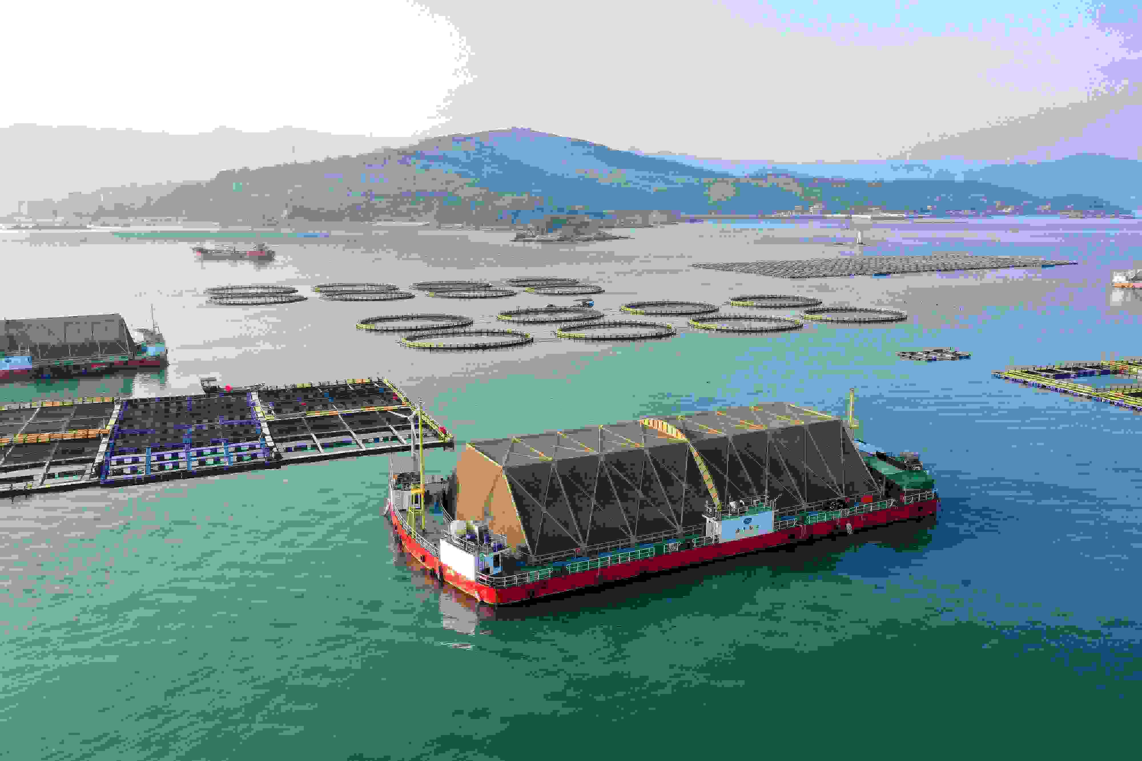 2024年9月10日拍攝的福建省福州市連江縣定海灣海域的現(xiàn)代化“海上糧倉”。