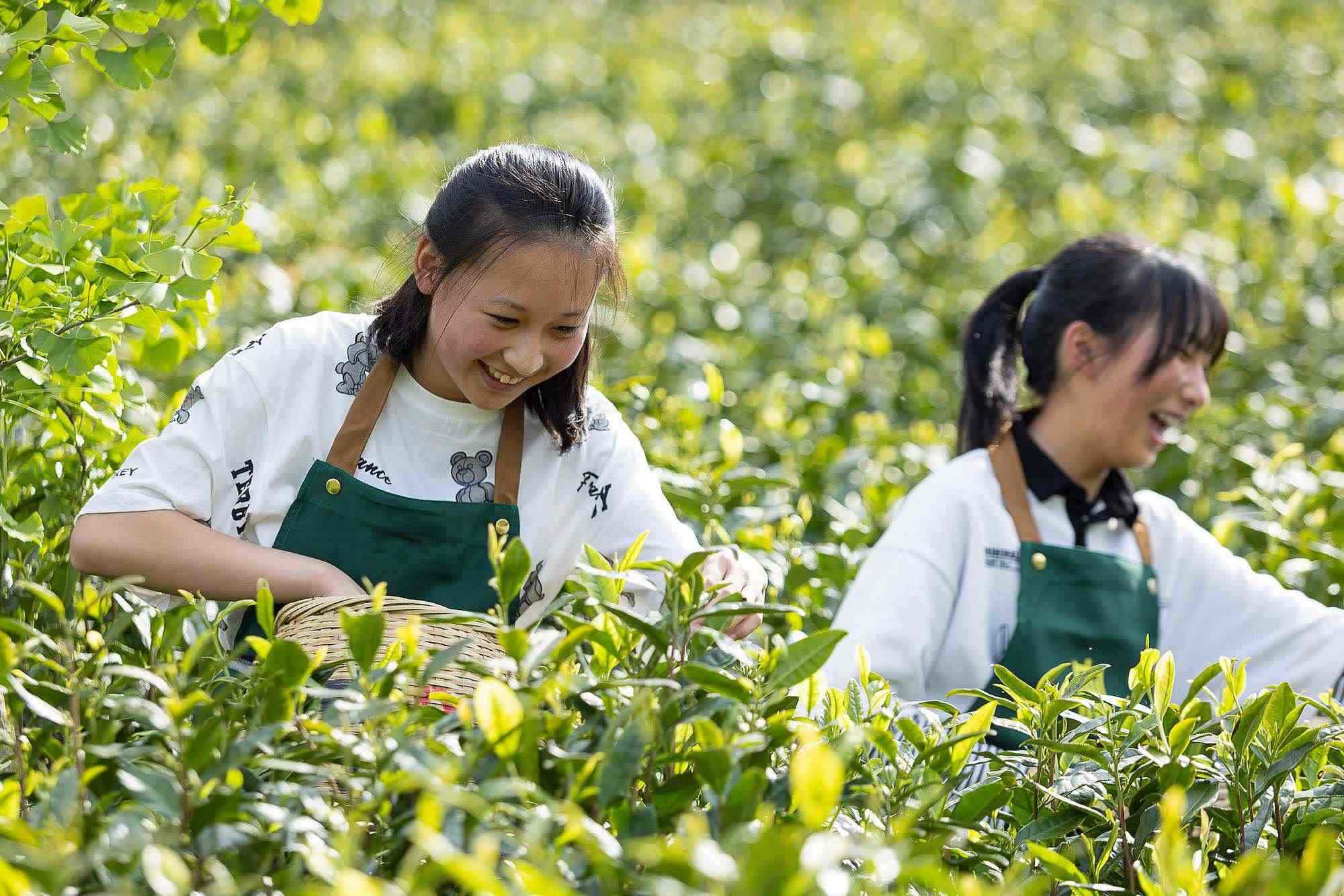 浙江安吉，游客在茶園里體驗(yàn)采茶