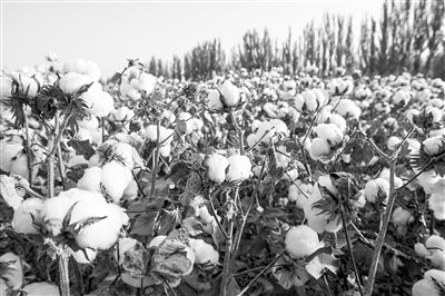 圖為新疆阿克蘇棉田。新研究揭示了GhEXL3基因調控棉纖維伸長的分子機制，為棉纖維品質遺傳改良提供了重要理論依據(jù)。視覺中國供圖