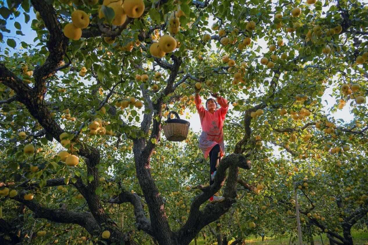 2024年10月4日，安徽省宿州市碭山縣程莊鎮(zhèn)衡樓村百年老梨園里，梨農(nóng)在忙著采摘酥梨。來(lái)源:人民圖片
