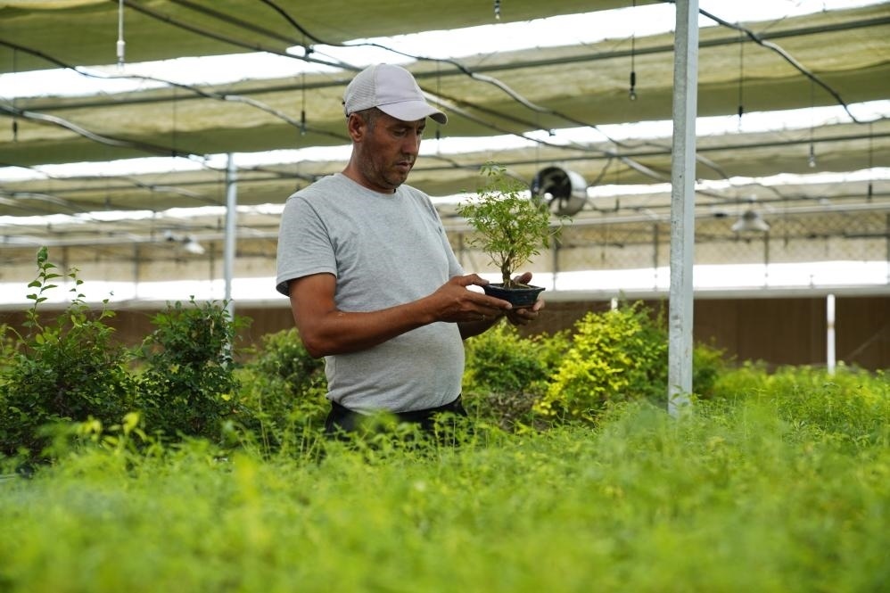 7月28日，在烏茲別克斯坦錫爾河州的上合組織農(nóng)業(yè)基地中烏現(xiàn)代農(nóng)業(yè)科技示范園，工作人員檢查盆栽植物。新華社發(fā)（扎法爾攝）