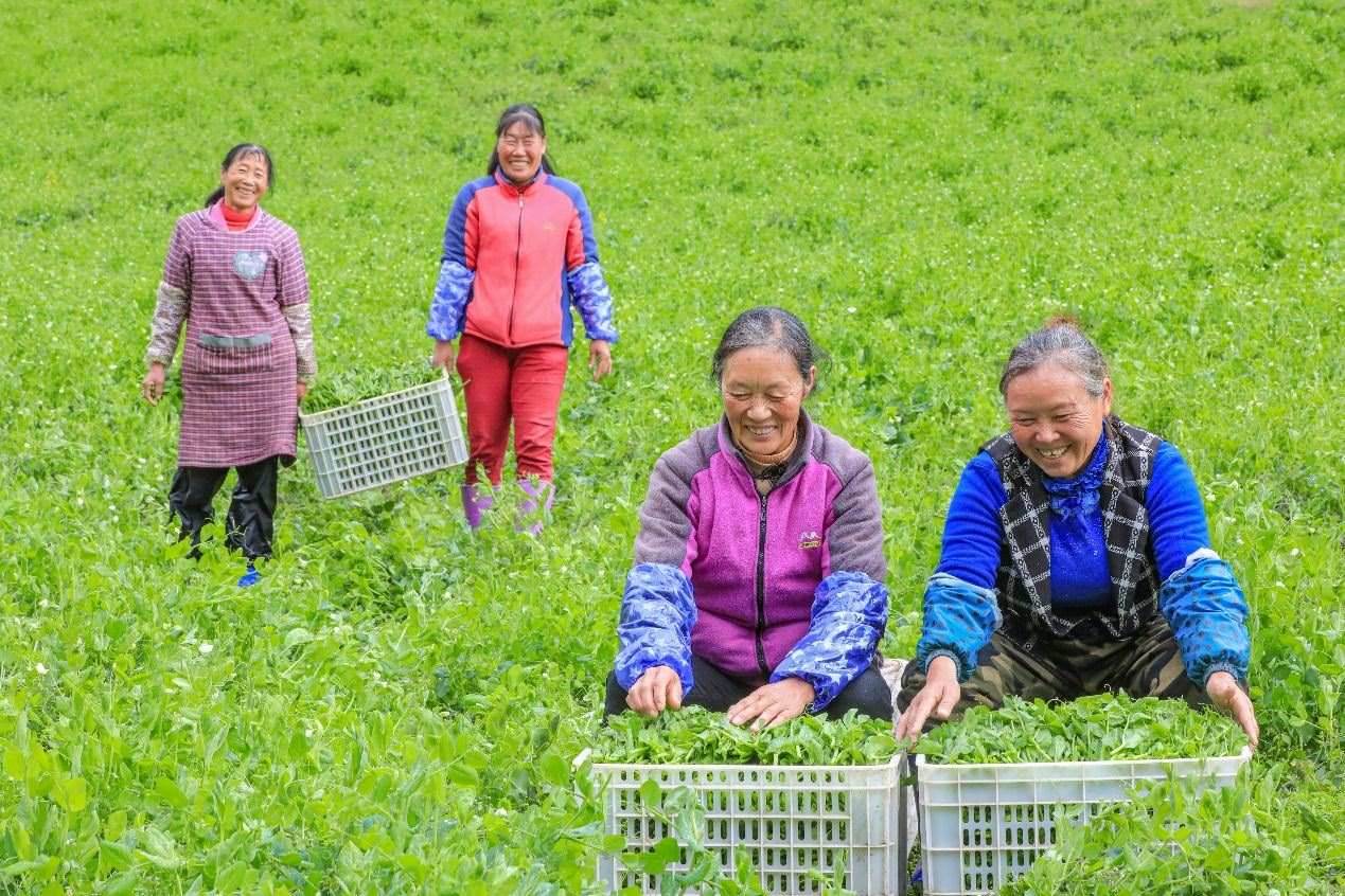 在四川省阿壩藏族羌族自治州馬爾康市馬爾康鎮(zhèn)納足村，當季蔬菜喜獲豐收，群眾正在忙著采收、裝箱供應市場。來源：人民圖片