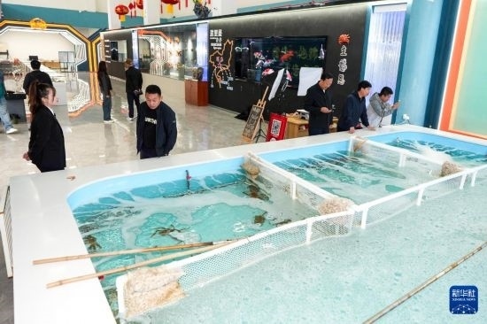 9月20日，游客在吉林省琿春市的帝王蟹保稅店內(nèi)選購帝王蟹。新華社記者 許暢 攝