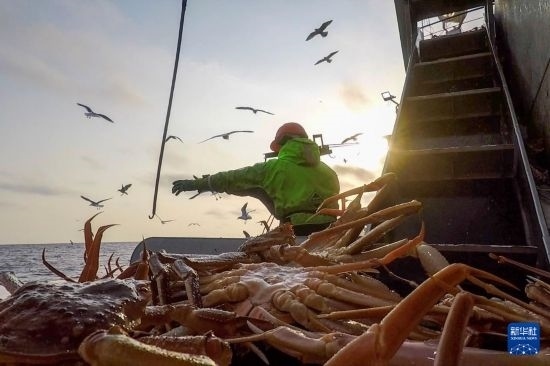這是俄羅斯蟹業(yè)集團工作人員進行遠洋捕撈的資料照片。新華社發(fā)（俄羅斯蟹業(yè)集團供圖）