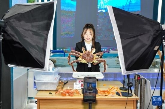 9月20日，在吉林省琿春市的帝王蟹保稅店內(nèi)，工作人員進行網(wǎng)絡直播售賣帝王蟹。新華社記者 許暢 攝