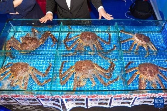 這是9月19日拍攝的吉林省琿春市一商家所售賣的帝王蟹。新華社記者 許暢 攝