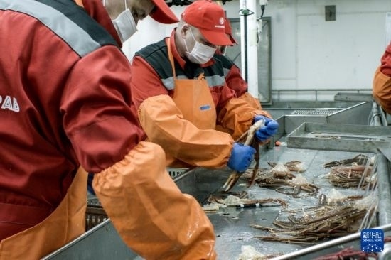 俄羅斯蟹業(yè)集團的工作人員在生產(chǎn)線上加工產(chǎn)品（資料照片）。新華社發(fā)（俄羅斯蟹業(yè)集團供圖）