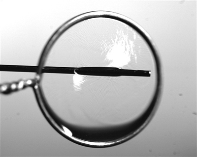 液膜被銅針穿透時(shí)仍能保持不破裂。 受訪(fǎng)者供圖