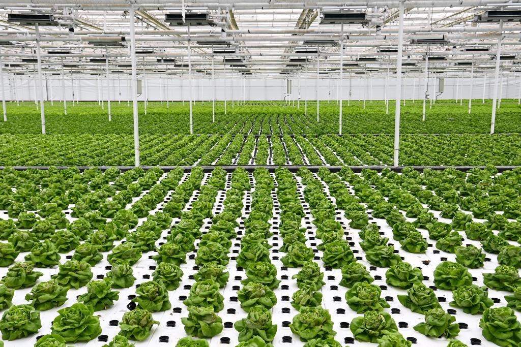 10月26日，楊凌智慧農(nóng)業(yè)示范園智慧溫室內(nèi)通過(guò)無(wú)土栽培技術(shù)種植的蔬菜。新華社記者 鄒競(jìng)一 攝