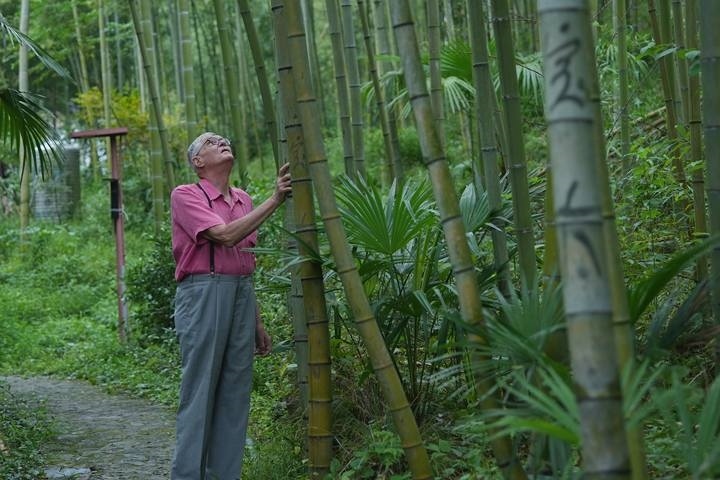 奈斯在莫干山的竹林里散步。