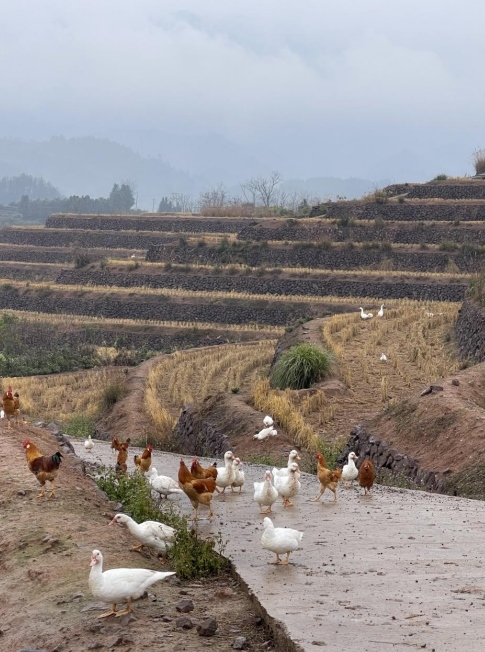 樨鄉(xiāng)記生態(tài)農(nóng)莊一隅。劉軍國攝