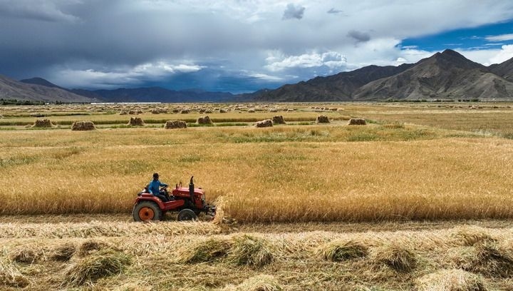 2024年9月10日在西藏日喀則市白朗縣巴扎鄉(xiāng)拍攝的秋收場景（無人機(jī)照片）。新華社記者 晉美多吉 攝
