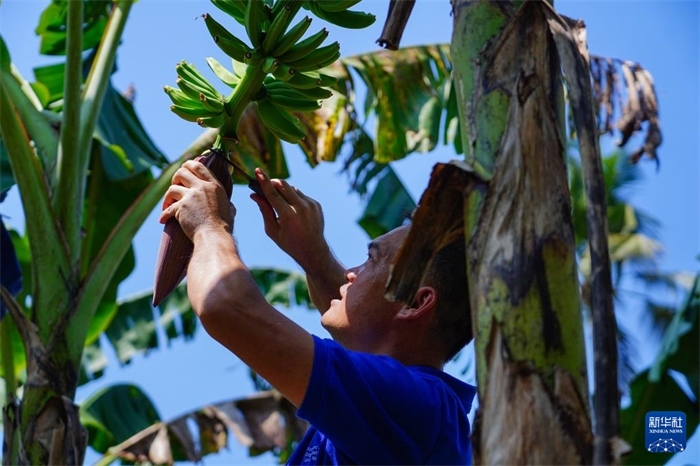 12月23日，中國(guó)熱帶農(nóng)業(yè)科學(xué)院專家趙增賢在斯里蘭卡馬坎杜拉為當(dāng)?shù)剞r(nóng)戶做技術(shù)示范。新華社記者 陳冬書(shū) 攝