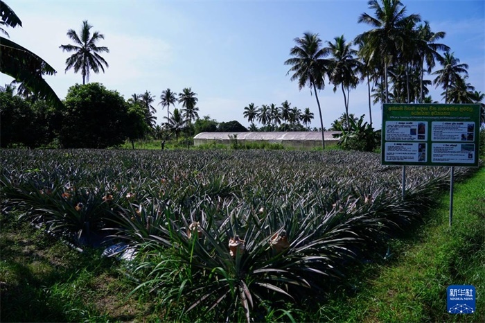 這是12月23日在斯里蘭卡馬坎杜拉拍攝的中國(guó)技術(shù)試驗(yàn)田菠蘿田。新華社記者 陳冬書(shū) 攝
