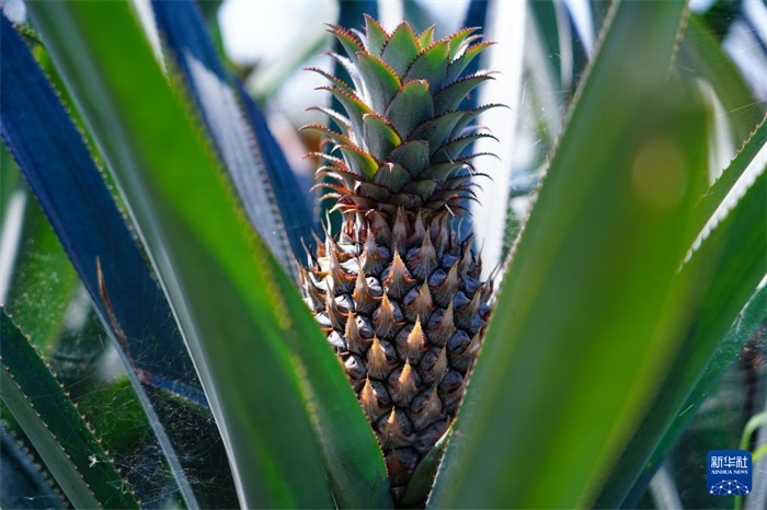 這是12月23日在斯里蘭卡馬坎杜拉拍攝的中國(guó)技術(shù)試驗(yàn)田里的菠蘿。新華社記者 陳冬書(shū) 攝
