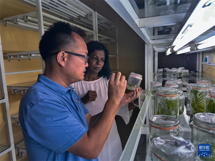 12月23日，在斯里蘭卡馬坎杜拉，中國(guó)專家與斯里蘭卡馬坎杜拉可持續(xù)農(nóng)業(yè)與發(fā)展研究中心主任達(dá)莎妮·賈亞曼納交流。新華社發(fā)（中國(guó)、聯(lián)合國(guó)糧農(nóng)組織與斯里蘭卡南南合作項(xiàng)目專家組供圖）