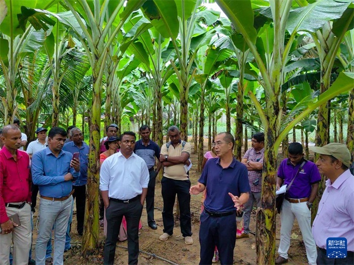 10月10日，在斯里蘭卡霍勒訥的一處香蕉示范基地，中國(guó)、聯(lián)合國(guó)糧農(nóng)組織與斯里蘭卡南南合作項(xiàng)目中國(guó)專家組組長(zhǎng)孫德權(quán)為當(dāng)?shù)剞r(nóng)民進(jìn)行技術(shù)培訓(xùn)。新華社發(fā)（中國(guó)、聯(lián)合國(guó)糧農(nóng)組織與斯里蘭卡南南合作項(xiàng)目專家組供圖）