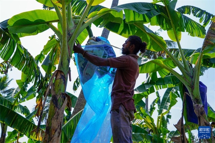 12月23日，在斯里蘭卡馬坎杜拉，農(nóng)民在香蕉試驗(yàn)田里學(xué)習(xí)套袋技術(shù)。新華社記者 陳冬書(shū) 攝