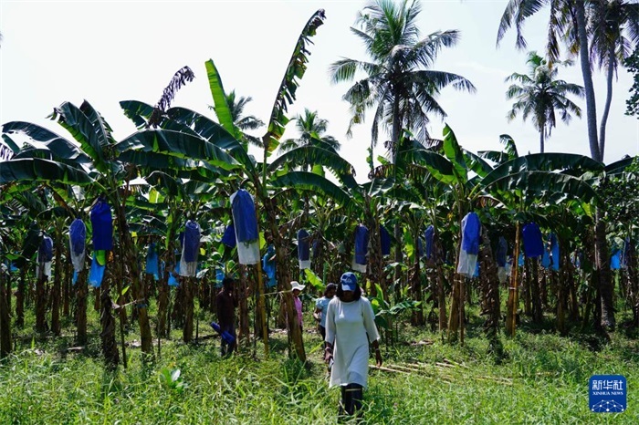 12月23日，在斯里蘭卡馬坎杜拉，農(nóng)民走過(guò)中國(guó)技術(shù)試驗(yàn)田香蕉田。新華社記者 陳冬書(shū) 攝