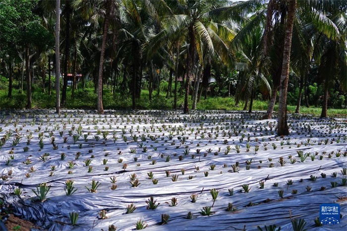 這是12月23日在斯里蘭卡馬坎杜拉拍攝的農(nóng)民里尚·普爾納的菠蘿田。新華社記者 陳冬書(shū) 攝