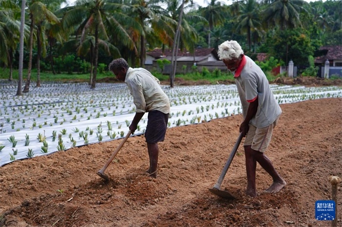 12月23日，斯里蘭卡馬坎杜拉的農(nóng)民在菠蘿田地里勞作。新華社記者 陳冬書(shū) 攝