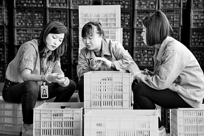 為拓展柿子產(chǎn)業(yè)發(fā)展新途徑，在陜西富平淡村鎮(zhèn)，歸國(guó)留學(xué)生王薇參與創(chuàng)建了一座柿酒酒莊。新華社發(fā)